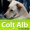 Colt alb - Adăpost Butimanu, Dambovita