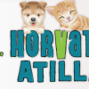 DR. HORVATH ATILLA - Cabinet veterinar Timisoara, Timis