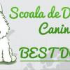 Bestdog - Hotel animale Budila, Brasov