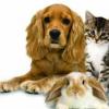 Isravet - Cabinet veterinar sector 3, Bucuresti