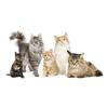 Doctorul Felinelor - Cabinet veterinar Brasov