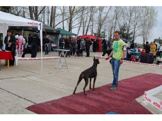 K9 Team Club - Dresaj sector 4, Bucuresti