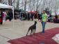 K9 Team Club - Dresaj sector 4, Bucuresti