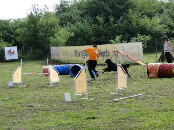 RingstarClub - Dresaj sector 1, Bucuresti
