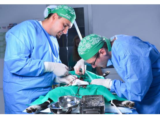 3VET - Cabinet veterinar sector 1, Bucuresti