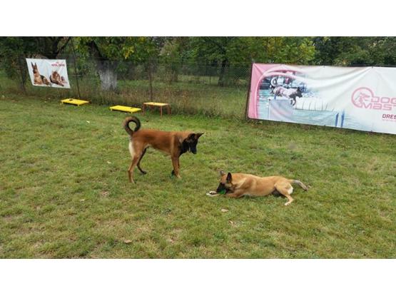 Dog Master - Dresaj Cluj-Napoca, Cluj