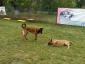 Dog Master - Dresaj Cluj-Napoca, Cluj