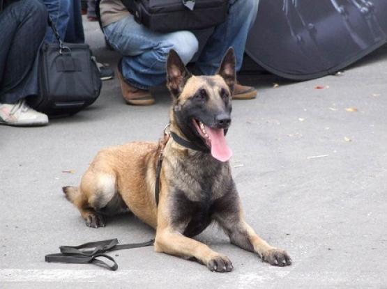 K9 nation - Dresaj Cluj-Napoca, Cluj