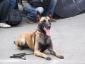 K9 nation - Dresaj Cluj-Napoca, Cluj