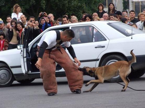 K9 nation - Dresaj Cluj-Napoca, Cluj