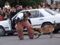 K9 nation - Dresaj Cluj-Napoca, Cluj