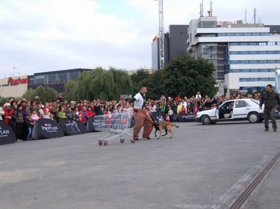 K9 nation - Dresaj Cluj-Napoca, Cluj
