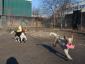Pet Joy - Hotel animale Cluj-Napoca, Cluj