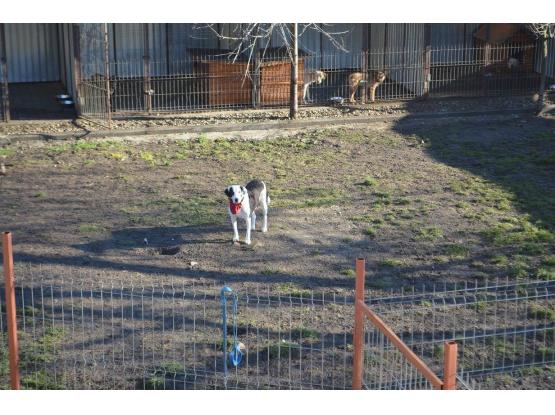 Pet Joy - Hotel animale Cluj-Napoca, Cluj