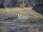 Pet Joy - Hotel animale Cluj-Napoca, Cluj
