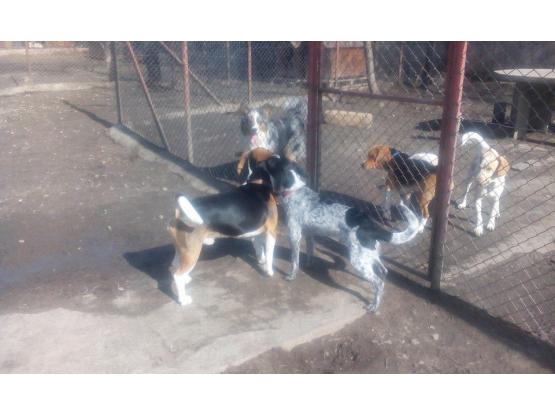 Pet Joy - Hotel animale Cluj-Napoca, Cluj