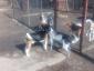 Pet Joy - Hotel animale Cluj-Napoca, Cluj