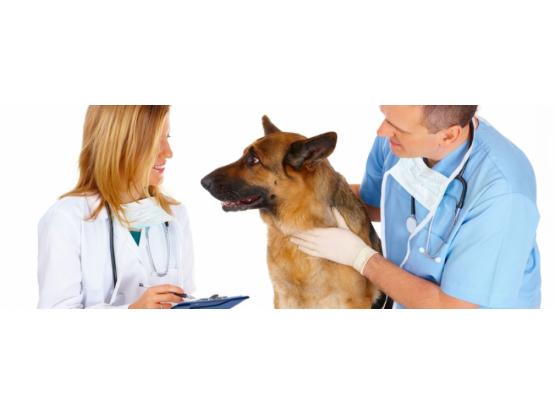 Mobile Vet - Cabinet veterinar sector 2, Bucuresti