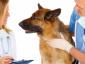 Mobile Vet - Cabinet veterinar sector 2, Bucuresti