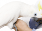 Mobile Vet - Cabinet veterinar sector 2, Bucuresti