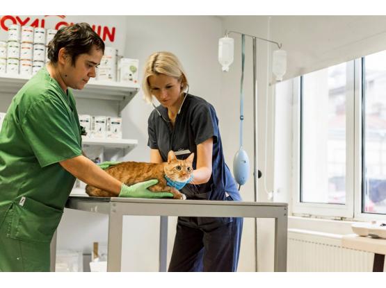 RadiusVet - Cabinet veterinar sector 2, Bucuresti