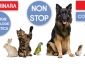 Tazy Vet - Cabinet veterinar sector 3, Bucuresti