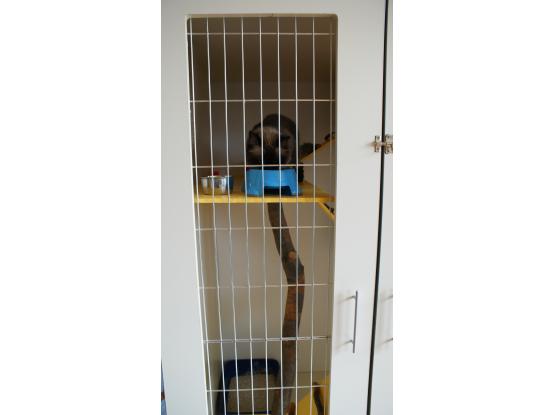 MarcoVet - Hotel animale Voluntari, Ilfov