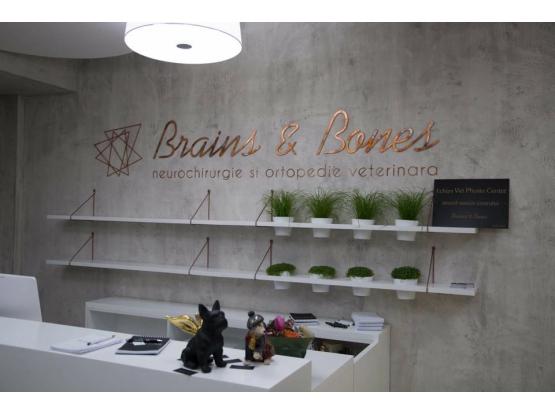 Brains & Bones  - Cabinet veterinar Voluntari, Ilfov