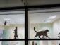Brains & Bones  - Cabinet veterinar Voluntari, Ilfov