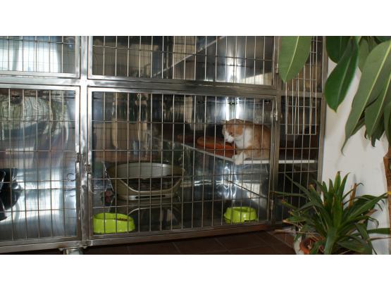 MarcoVet - Hotel animale Voluntari, Ilfov