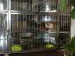 MarcoVet - Hotel animale Voluntari, Ilfov