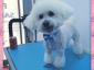 Magic Pet Salon - Cosmetică veterinară sector 5, Bucuresti