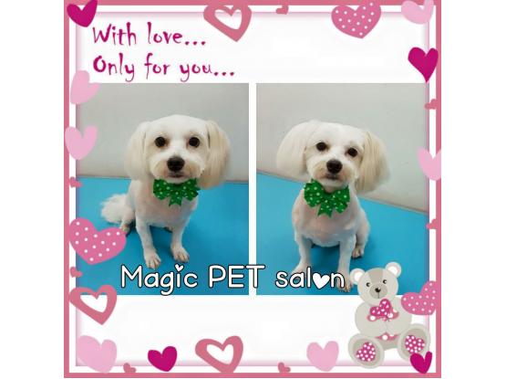 Magic Pet Salon - Cosmetică veterinară sector 5, Bucuresti