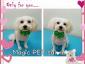 Magic Pet Salon - Cosmetică veterinară sector 5, Bucuresti