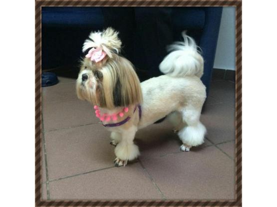 Magic Pet Salon - Cosmetică veterinară sector 5, Bucuresti