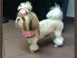 Magic Pet Salon - Cosmetică veterinară sector 5, Bucuresti