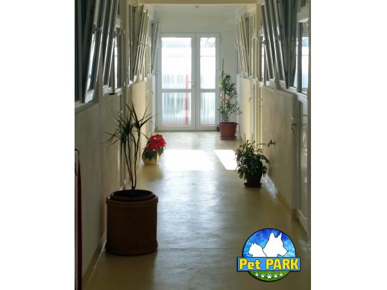 Pet Park - Hotel animale Dascalu, Ilfov
