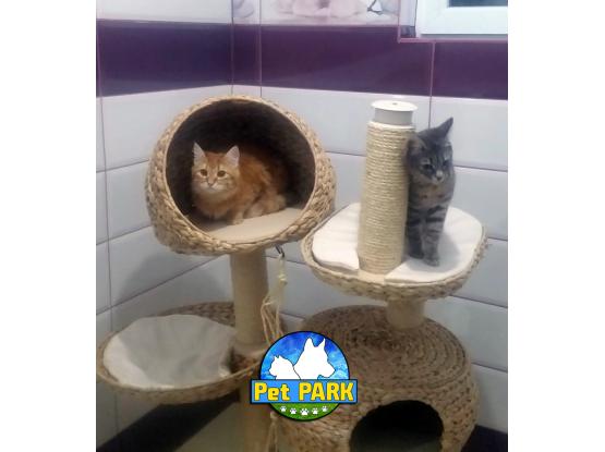 Pet Park - Hotel animale Dascalu, Ilfov