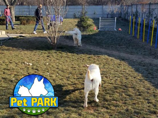 Pet Park - Hotel animale Dascalu, Ilfov
