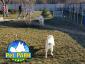 Pet Park - Hotel animale Dascalu, Ilfov