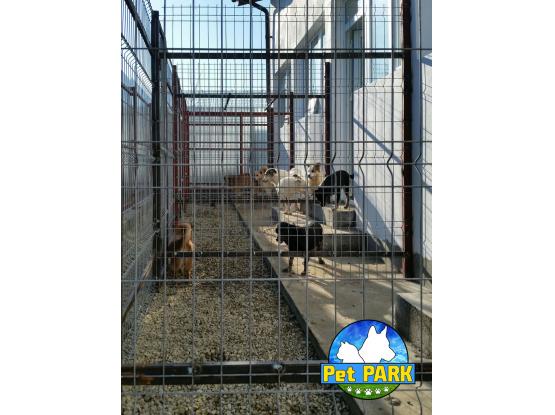 Pet Park - Hotel animale Dascalu, Ilfov