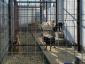 Pet Park - Hotel animale Dascalu, Ilfov