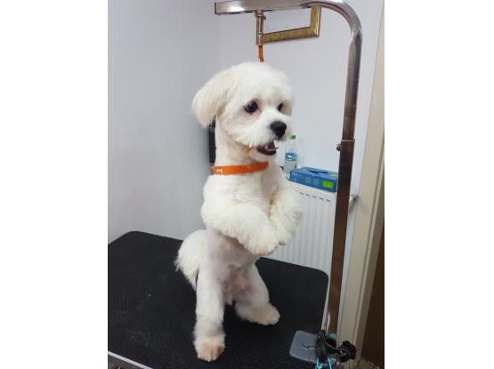 Fitz Pet Salon - Cosmetică veterinară sector 3, Bucuresti