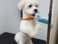 Fitz Pet Salon - Cosmetică veterinară sector 3, Bucuresti