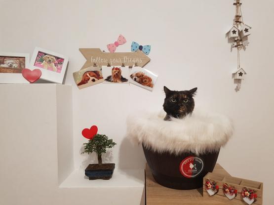 Fitz Pet Salon - Cosmetică veterinară sector 3, Bucuresti