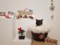 Fitz Pet Salon - Cosmetică veterinară sector 3, Bucuresti