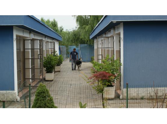 MarcoVet - Hotel animale Voluntari, Ilfov