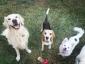 Dog Resort - Pensiune Canina - Hotel animale Ștefanestii de Sus, Ilfov