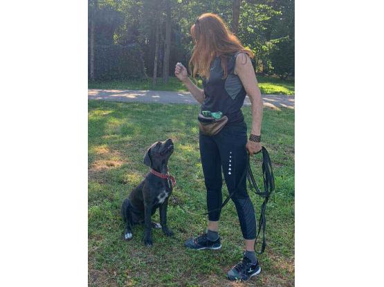 Dog Resort - Pensiune Canina - Hotel animale Ștefanestii de Sus, Ilfov