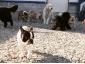 Dog Resort - Pensiune Canina - Hotel animale Ștefanestii de Sus, Ilfov